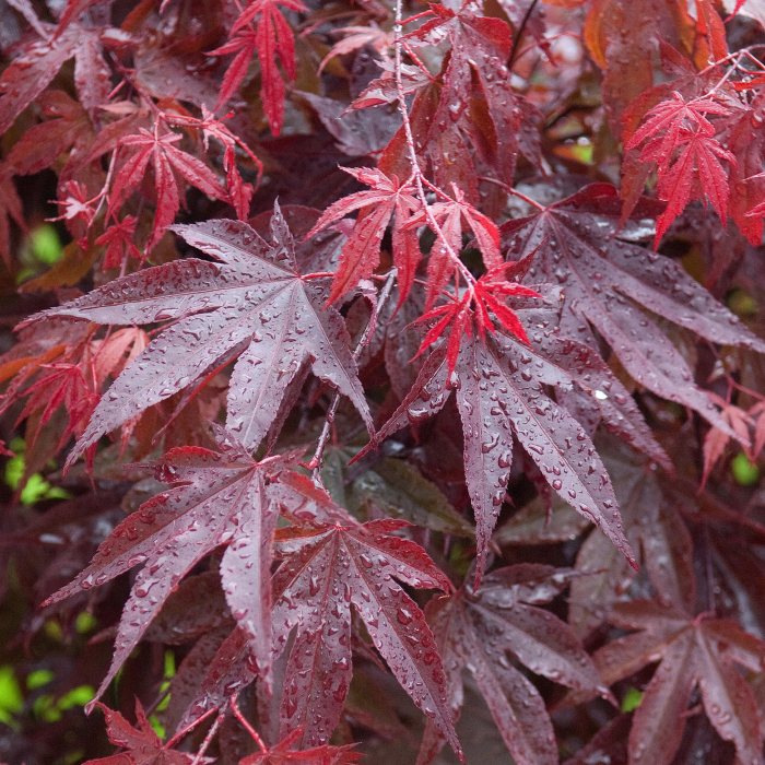 Acer palmatum Bloodgood – P1 [2]