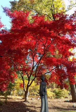 Acer palmatum Bloodgood – P1 [1]