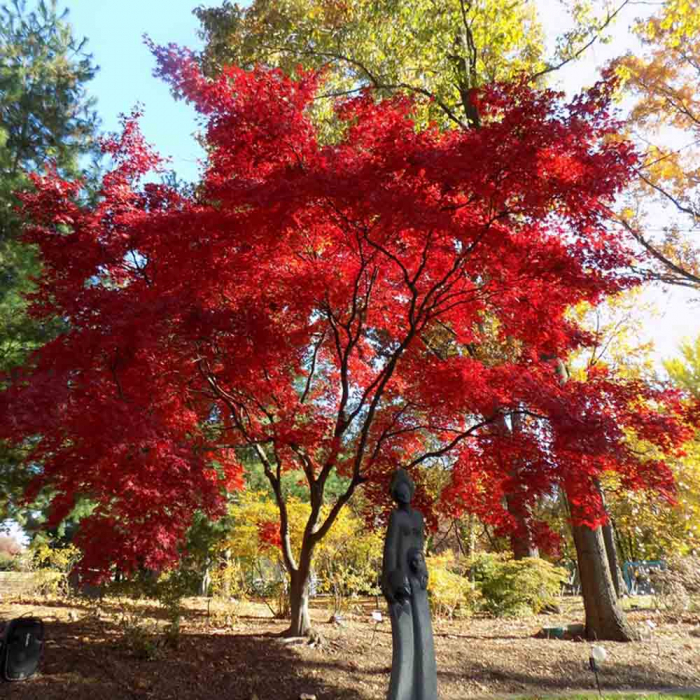 Acer palmatum Bloodgood – P1 [3]