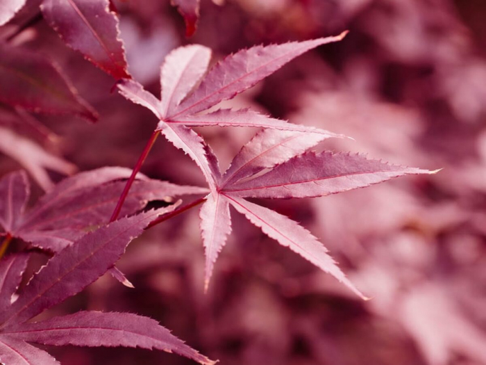 Acer palmatum Red Emperor – P19 [2]
