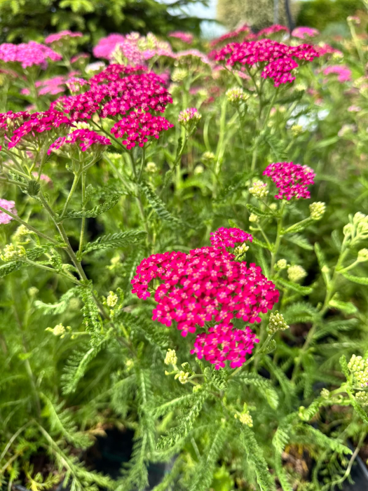 Achillea Cerise Queen (C2), plantă perenă cu flori roz-ciclam [3]