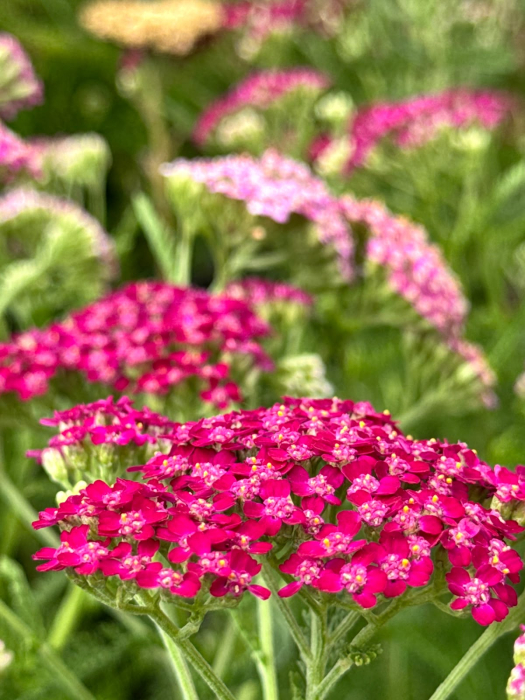 Achillea Cerise Queen (C2), plantă perenă cu flori roz-ciclam [4]