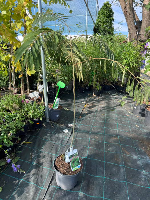 Albizia julibrissin ‘Rosea’ [3]