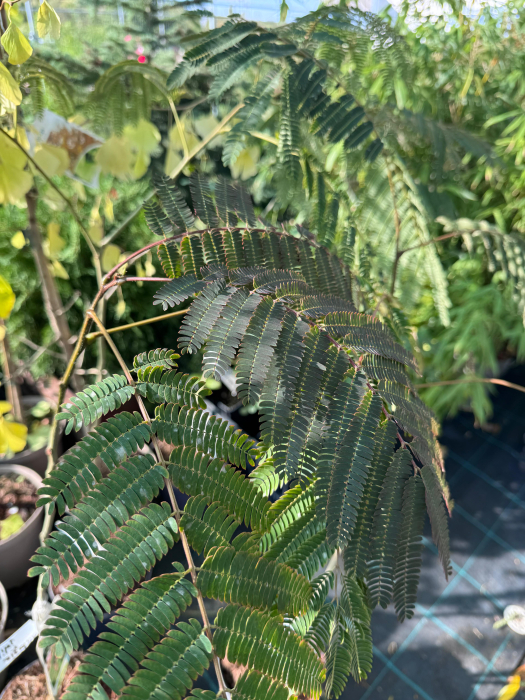 Albizia julibrissin ‘Rosea’ [2]