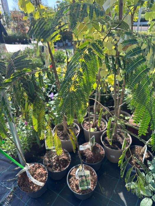 Albizia julibrissin ‘Rosea’ [1]