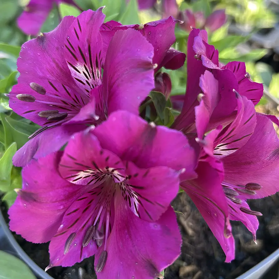 Alstroemeria Inticancha Machu – C3 [2]