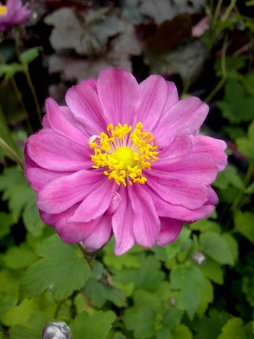 Anemone / Margarete C2 [1]