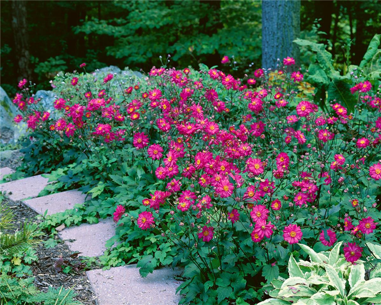 Anemone / Margarete C2 [2]