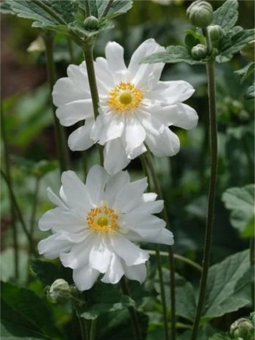 Anemone Whirlwind [1]