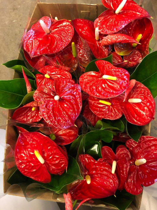 Anthurium XL Jambo Red – P12 [4]
