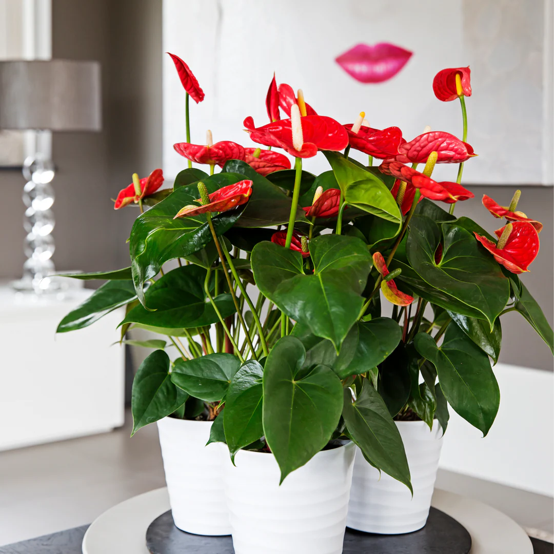 Anthurium XL Jambo Red – P12 [2]