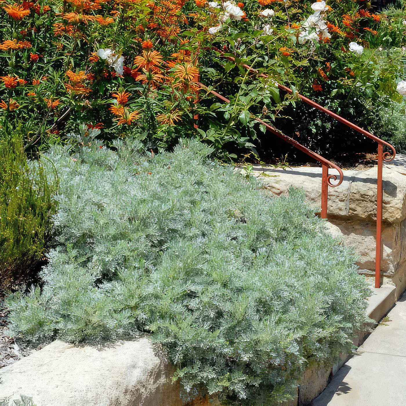 Artemisia Powis Castle - C3 [5]