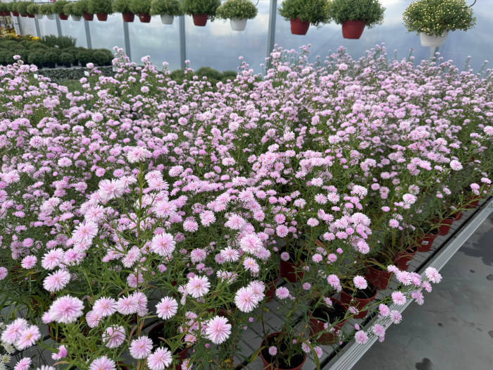 Aster ‘Camilla’ [4]