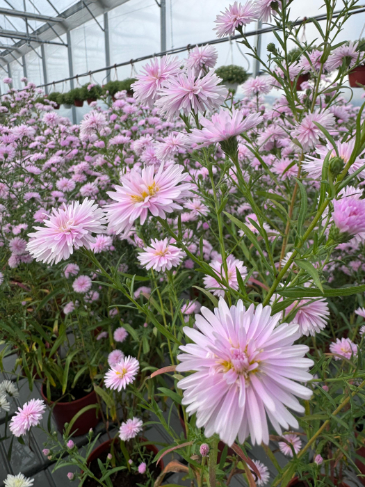 Aster ‘Camilla’ [7]