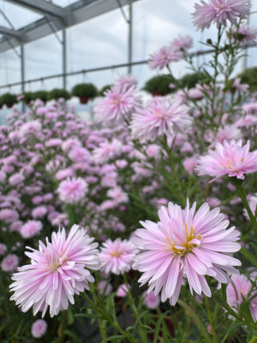 Aster ‘Camilla’ [6]