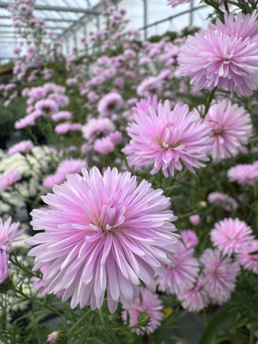 Aster ‘Camilla’ [1]