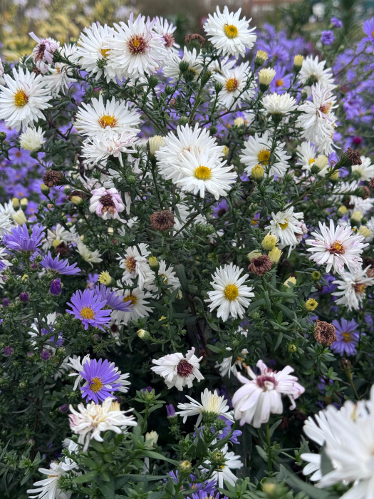 Aster Island ‘Bahamas’ [2]