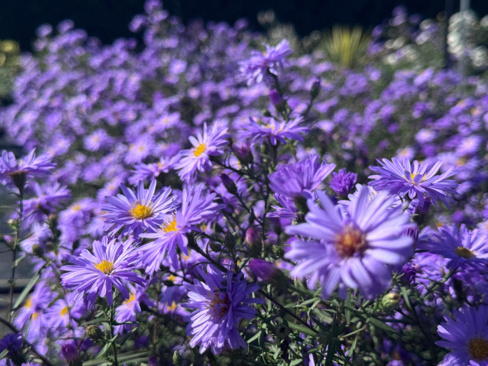Aster Lady in Blue - C1.5 [7]