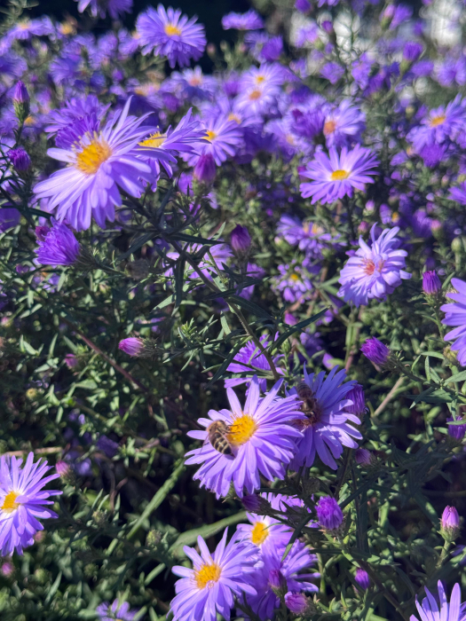 Aster Lady in Blue - C1.5 [2]