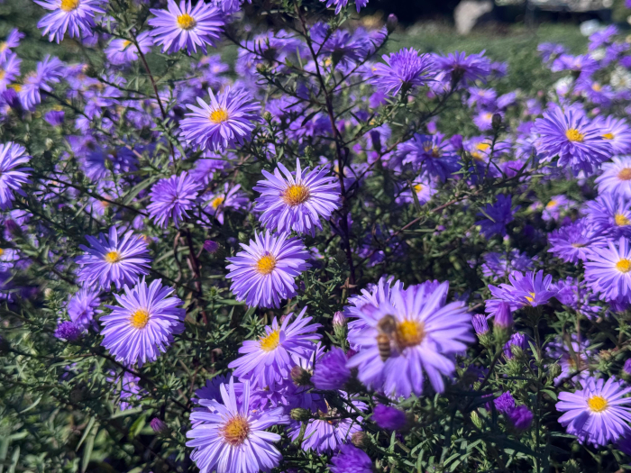 Aster Lady in Blue - C1.5 [5]