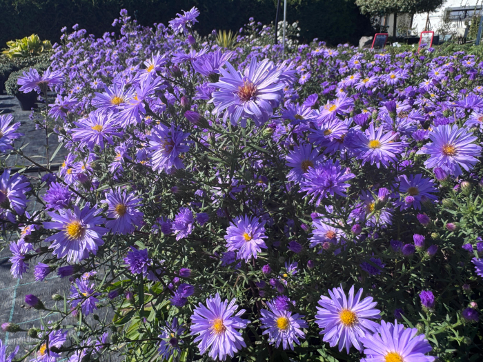 Aster Lady in Blue - C1.5 [8]