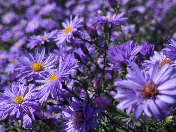 Aster Lady in Blue - C1.5 [9]