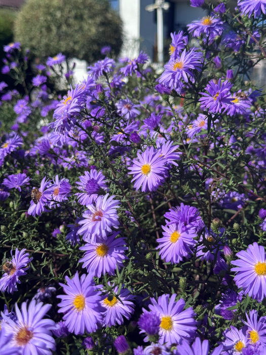 Aster Lady in Blue - C1.5 [3]