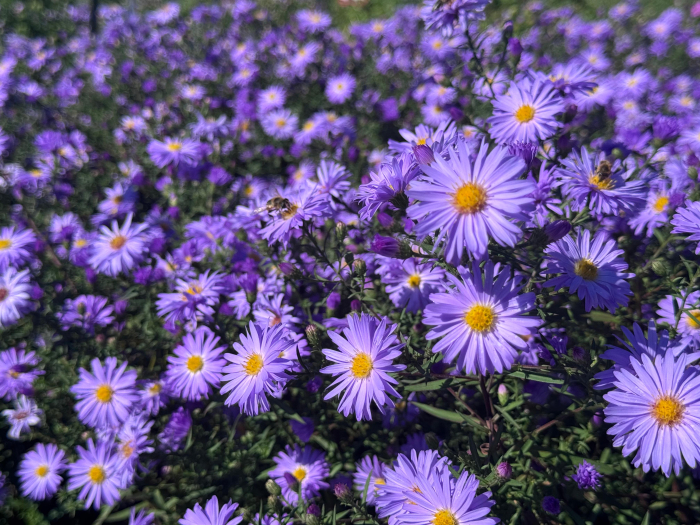 Aster Lady in Blue - C1.5 [13]