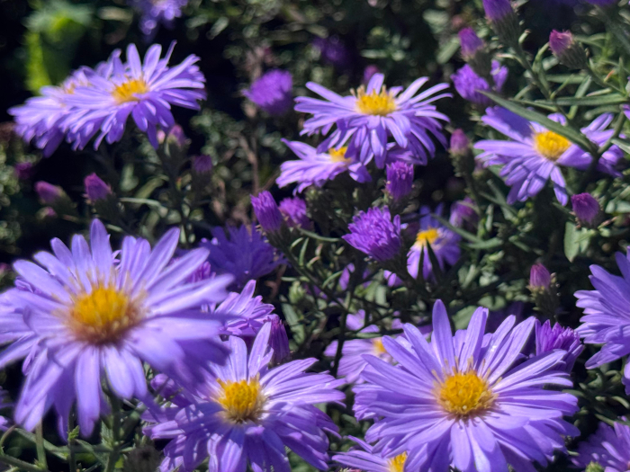 Aster Lady in Blue - C1.5 [10]