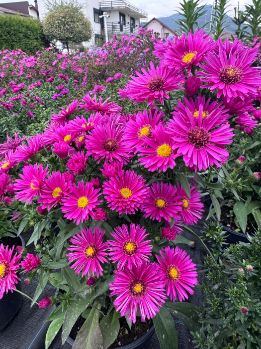 Aster ‘Woods Pink’ [3]