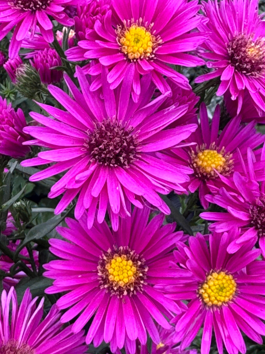 Aster ‘Woods Pink’ [5]