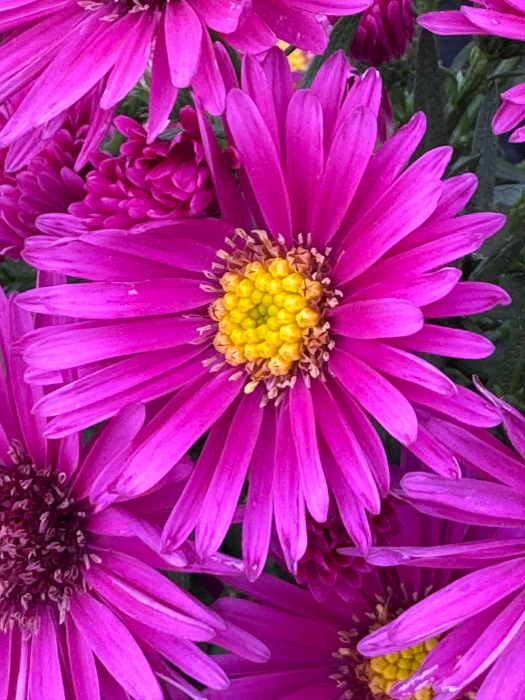 Aster ‘Woods Pink’ [2]