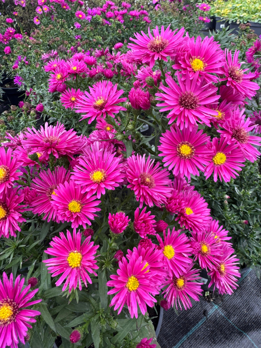 Aster ‘Woods Pink’ [1]