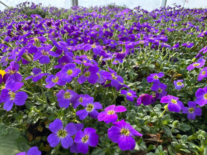 Aubrieta Rock On Purple – P12 [2]