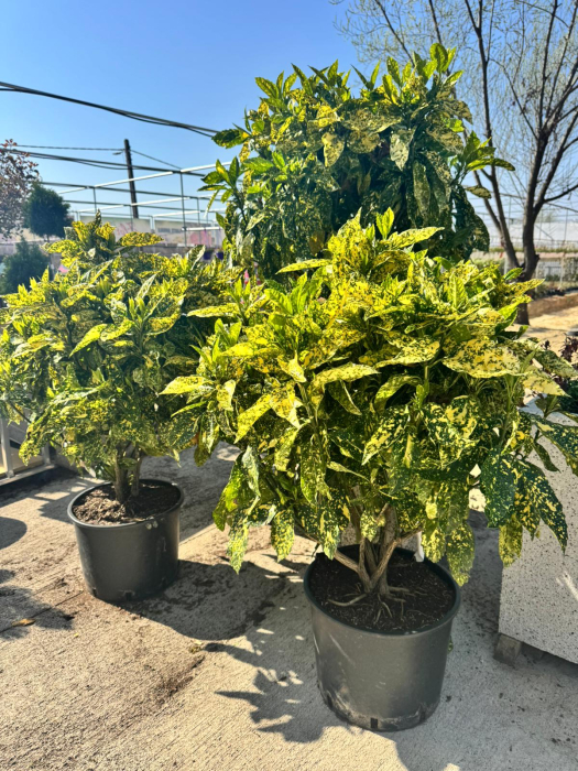 Aucuba japonica ‘Crotonifolia’ [2]