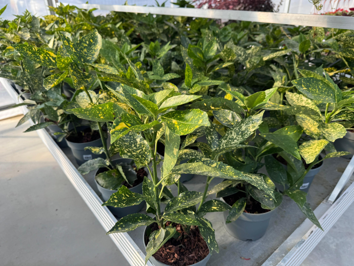 Aucuba japonica ‘Variegata’ [2]