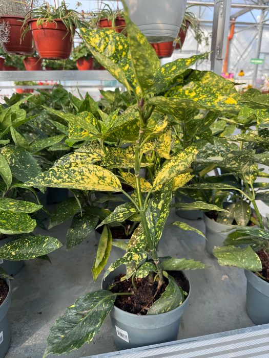 Aucuba japonica ‘Variegata’ [1]