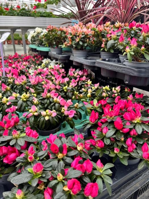 Azalea în ghiveci P10,5 [2]