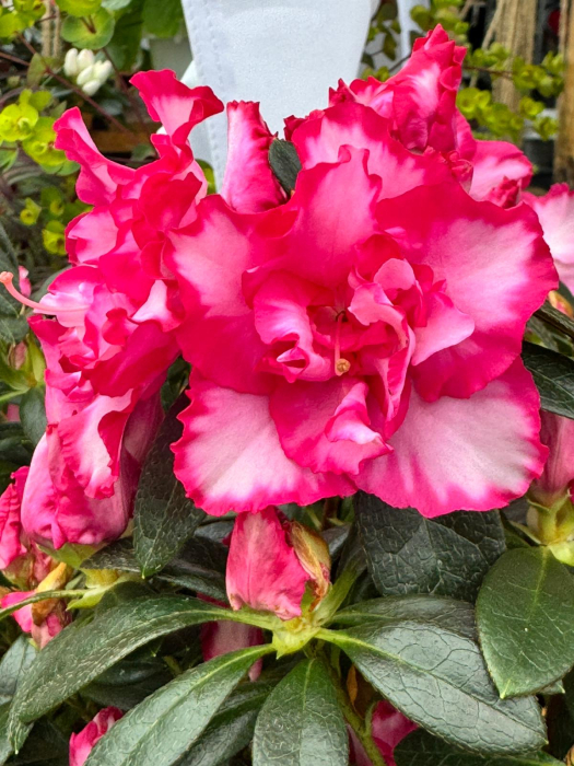 Azalea Stam in ghiveci C3 [6]