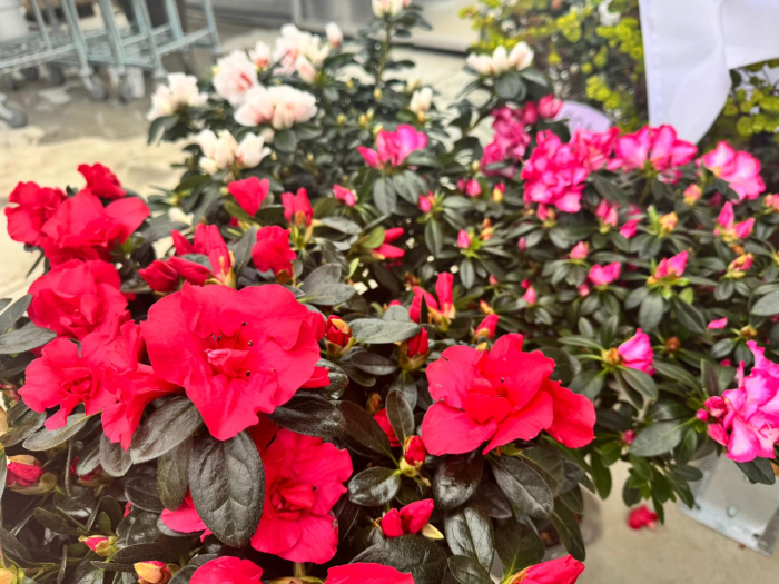 Azalea Stam in ghiveci C3 [5]