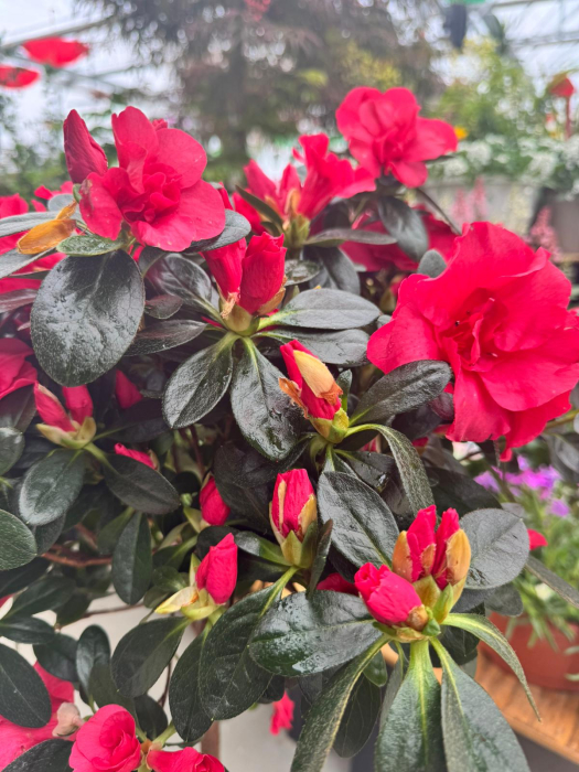 Azalea Stam in ghiveci C3 [7]