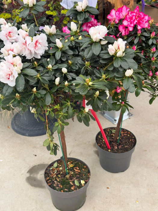 Azalea Stam in ghiveci C3 [3]