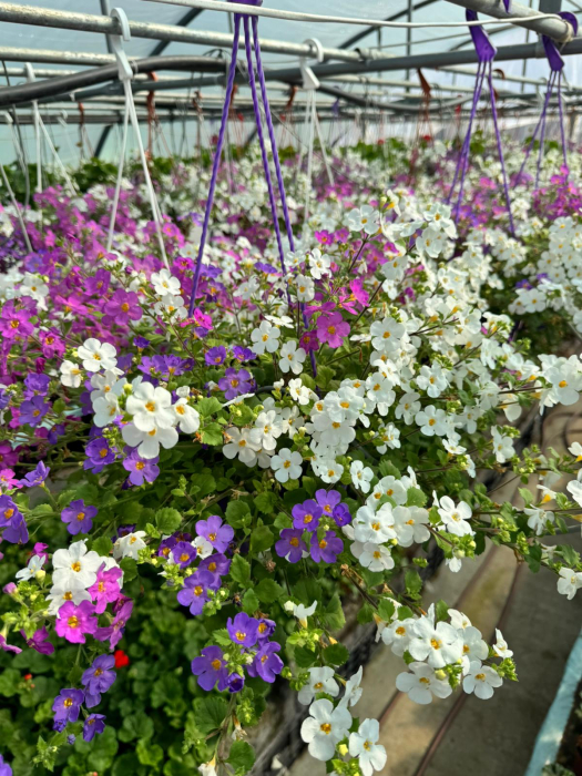 Bacopa ‘Scopia Alysia’ este o plantă anuală curgătoare [3]