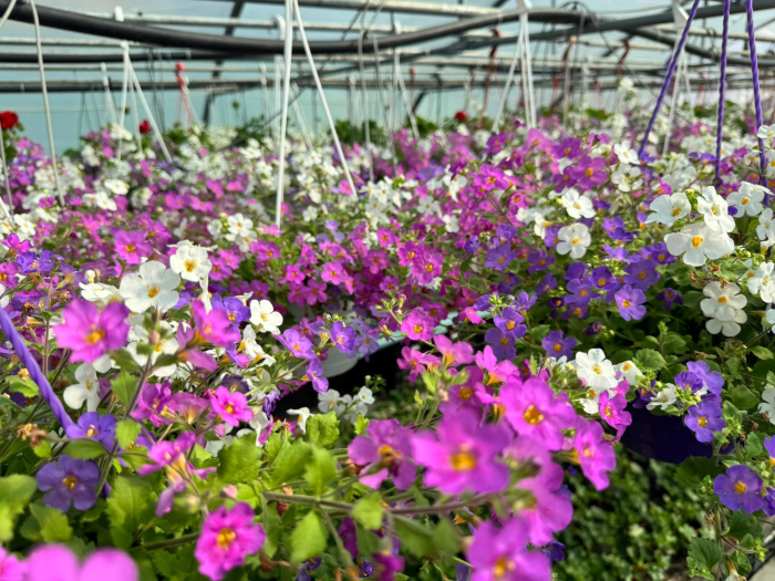 Bacopa ‘Scopia Alysia’ este o plantă anuală curgătoare [6]