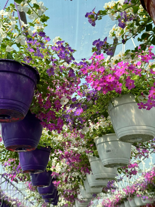 Bacopa ‘Scopia Alysia’ este o plantă anuală curgătoare [5]