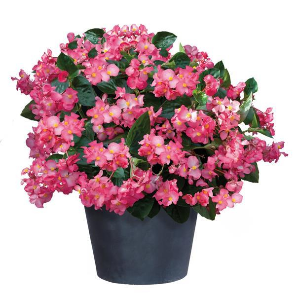 Begonia Big Pink în ghiveci P12 [3]