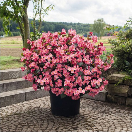 Begonia Big Rose în ghiveci P12 [2]