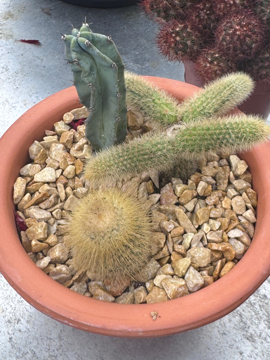 Beplante campana 13 cm met 3x cactus [2]