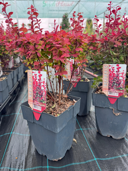 Berberis thunbergii „Orange Rocket” [3]