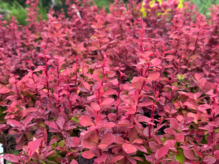 Berberis thunbergii „Orange Rocket” [4]